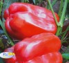Bell Pepper Anastasiya 